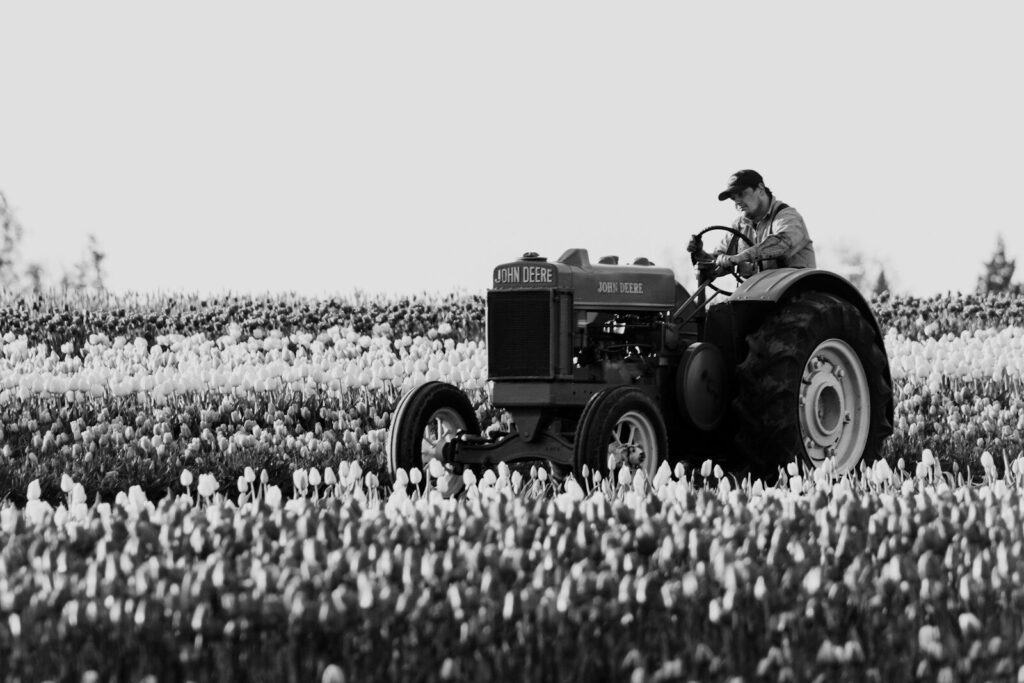 A man driving a tractor through a field of flowers