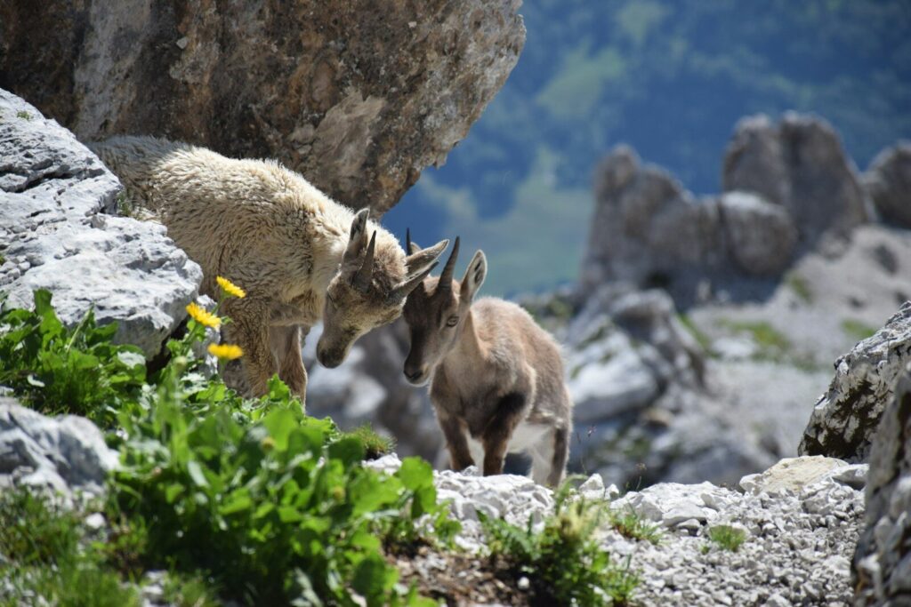 Two ibex goats stand on a rocky mountain slope.